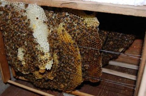 蜜蜂多少钱一箱?