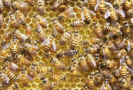蜜蜂一般多少钱一箱?