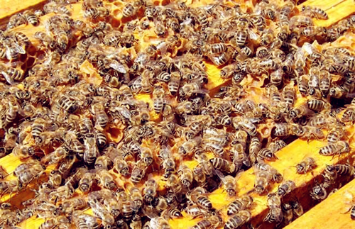 蜜蜂一般多少钱一箱？