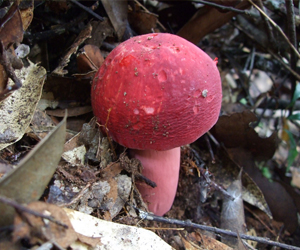 怎样分别大红菇与毒红菇呢？