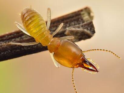 白蚁是什么？寿命长吗？