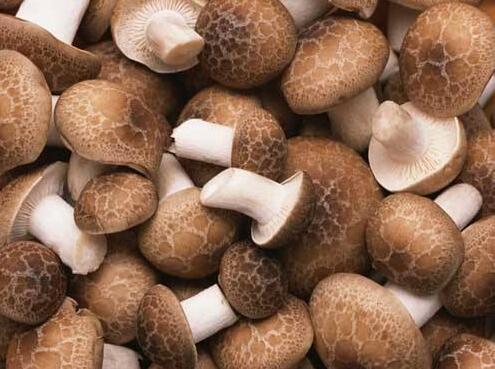 口蘑、香菇、草菇的区别
